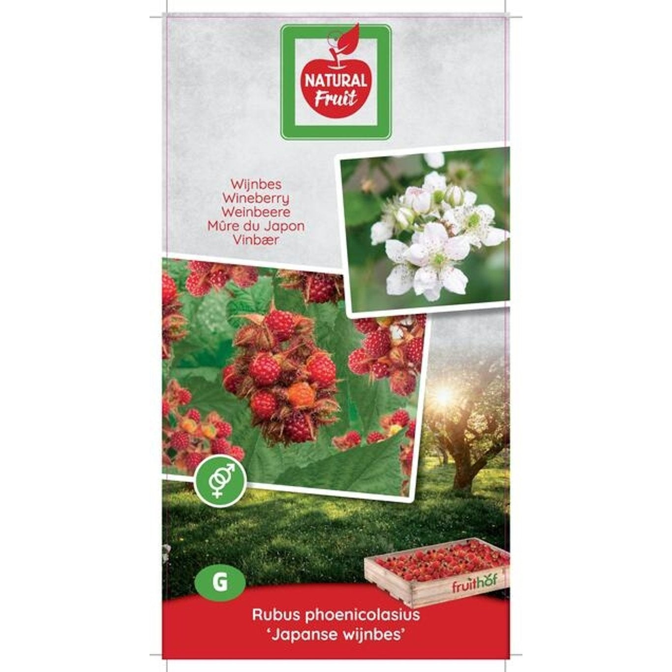 Vinbärshallon – Rubus phoenicolasius - P18 PATIO